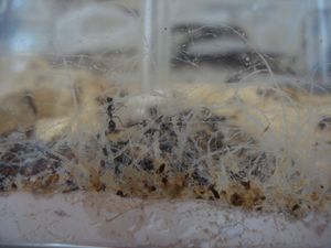 Les Messor barbarus dans leur période Jackson Pollock, Mes colonies (funkyben)