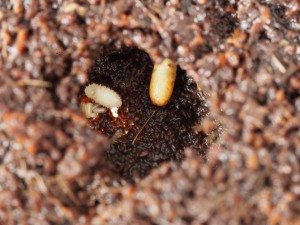 7 oeufs, 1 larve et 1 cocon le 26/08/2015 !, [Blog] Pachycondyla (ectomomyrmex) astuta