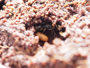 Le 26/08/2015, [Blog] Pachycondyla (ectomomyrmex) astuta