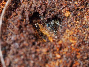 5 œufs et 3 larves le 16/092015, [Blog] Pachycondyla (ectomomyrmex) astuta