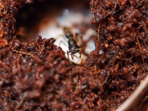 Le 16/092015, [Blog] Pachycondyla (ectomomyrmex) astuta