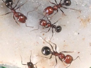 Coloration des Messor minor, [Blog] Messor minor