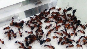 Regroupement familial, **Fin** [Blog] Camponotus thoracicus