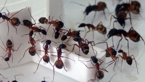 Jusqu'à plus soif ^^, **Fin** [Blog] Camponotus thoracicus