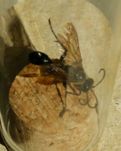 Insecte inconnu, 