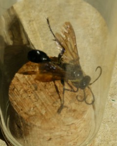 Insecte inconnu, [Isodontia sp.] Quelle sorte d'abeille ?