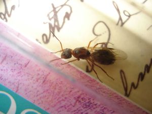 Rapports des essaimages 2010, DSC08173.JPG