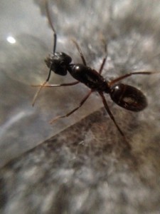 Elle se désaltère, son gastre a pris une petite physiogastrie après, [Camponotus sp.] Camponotus Thaïlandaise
