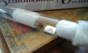Gyne Lasius niger dans son tube à essai, Aménagement d'espaces pour Messor barbarus et Lasius sp