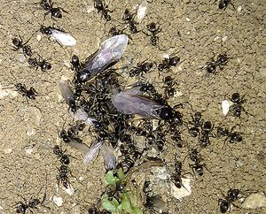 Rapports des essaimages 2010, Lasius04.jpg