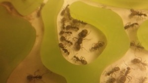 vue sur la gyne, [Blog] Camponotus dolendus