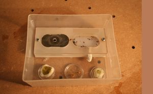 [Blog] Crematogaster scutellaris - Nid présentoir à épices, 1.jpg