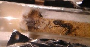 Camponotus cruentatus, [Blog] Camponotus cruentatus d'Ant51