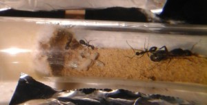 Camponotus cruentatus, [Blog] Camponotus cruentatus d'Ant51