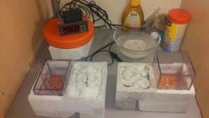 À gauche les Messor minor, à droite les Messor capitatus, Messor minor hesperius immobiles