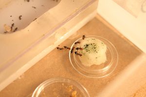 [Blog] Crematogaster scutellaris - Nid présentoir à épices, 8.JPG