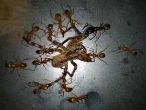 Repas bien gras !, **Fin**[Blog] Camponotus maculatus