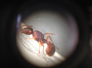 Photo entière avec pétiole et gastre, [Myrmica sp.] Petite reine rousse et poilue trouvée en Charente-Maritime