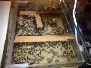 Nid de Camponotus fulvopilosus, **Fin**[Blog] Camponotus fulvopilosus