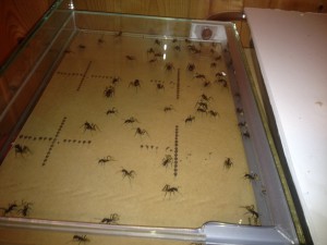 Nouveau nid, **Fin**[Blog] Camponotus fulvopilosus