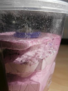 Nid gyne 2 moisi, Déjà du moisi ! Nid plâtre