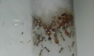 Gros plan sur le deuxième tube, [blog] Pheidole pallidula