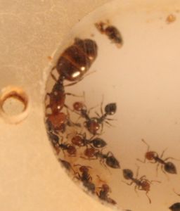 [Blog] Crematogaster scutellaris - Nid présentoir à épices, 12.jpg