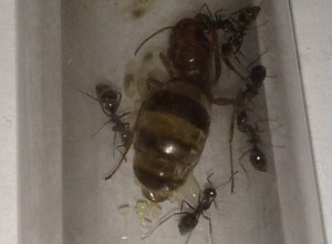 Oeufs de Myrmecosystus, **FIN** [Blog] Myrmecocystus mimicus