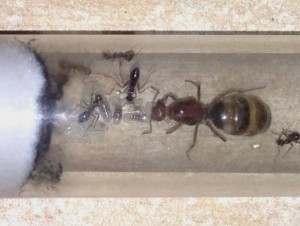 Couvain actuel, **FIN** [Blog] Myrmecocystus mimicus