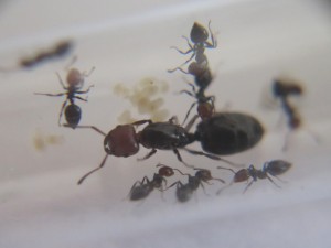 Couvain Fondation C, [Blog] Crematogaster scutellaris