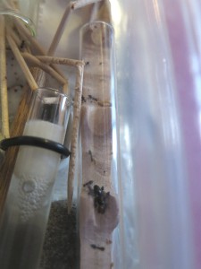 Tube bois Fondation B, [Blog] Crematogaster scutellaris