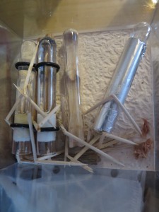 ADC Fondation C, [Blog] Crematogaster scutellaris