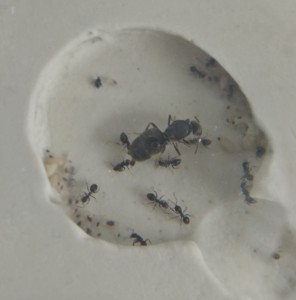 Les ouvrières félicitent la reine, [Blog] Regyne, la reine Lasius niger