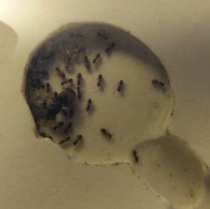 Mi-octobre, [Blog] Regyne, la reine Lasius niger
