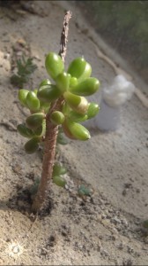 ADC succulentes4, ADC "la forêt de succulentes" + Tutoriel