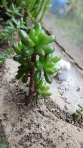 ADC succulentes5, ADC "la forêt de succulentes" + Tutoriel