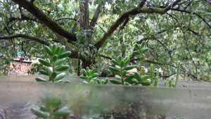 ADC succulentes10, ADC "la forêt de succulentes" + Tutoriel