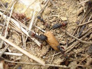 Balade VTT à la Sainte-Victoire (Aix en Provence) - 3, DSC08207.JPG