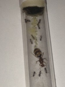 Fondation de Mymecocystus mimicus, **FIN** [Blog] Myrmecocystus mimicus