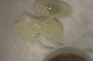 Nymphe, **FIN** [Blog] Myrmecocystus mimicus