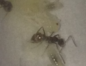 Nymphe1, **FIN** [Blog] Myrmecocystus mimicus