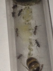 Couvain de Myrmecocystus mimicus, **FIN** [Blog] Myrmecocystus mimicus