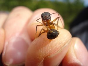 Balade VTT à la Sainte-Victoire (Aix en Provence) - 3, DSC08289.JPG