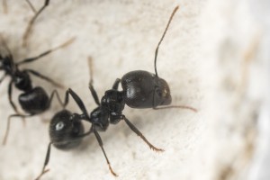 Messor barbarus 3, Les colonies de Couloucha