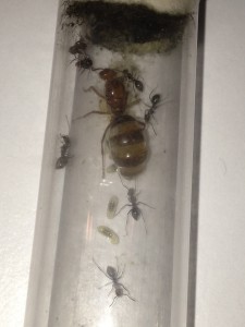 Gyne et couvain Myrmecocystus mimicus, **FIN** [Blog] Myrmecocystus mimicus