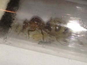 Myrmecocystus, **FIN** [Blog] Myrmecocystus mimicus