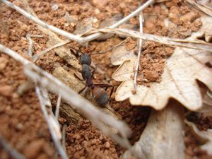 Balade VTT à la Sainte-Victoire (Aix en Provence) - 3, DSC08279.JPG
