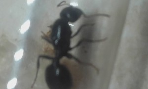 Gyne messor wasmanni 2, [blog] Les Messor wasmanni de cécéducap