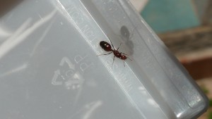 Gyne 1, [Solenopsis cf geminata et Acromyrmex lundi]