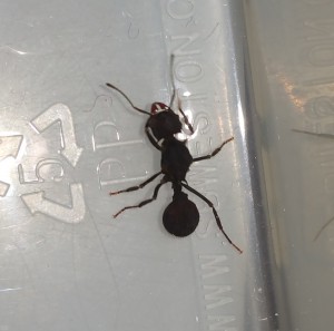 Gyne 2 Macro, [Solenopsis cf geminata et Acromyrmex lundi]